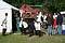 Bildergalerie "Ritterfestspiele Scherneck 2008" (Eröffnungswochenende)